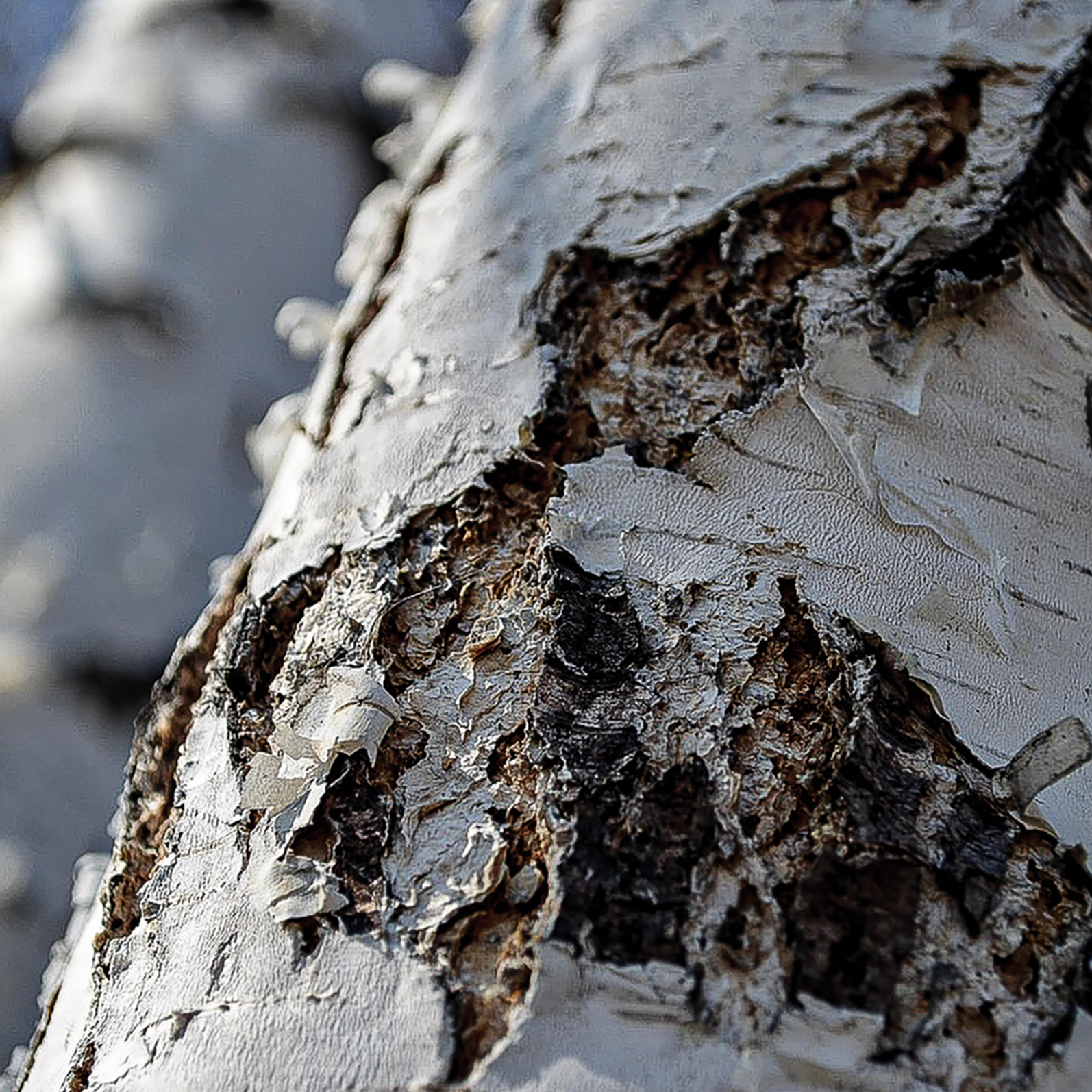birch-1337498_1280-3